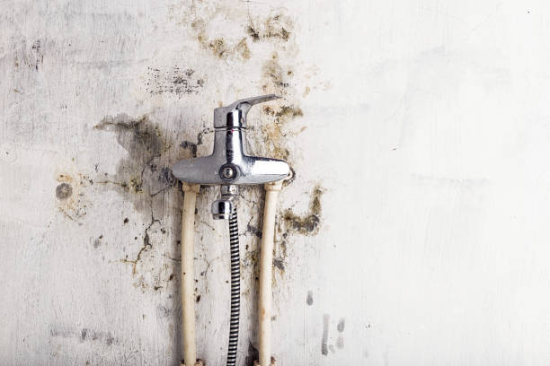 Best Toxic Mold Removal  in Hartwell, GA