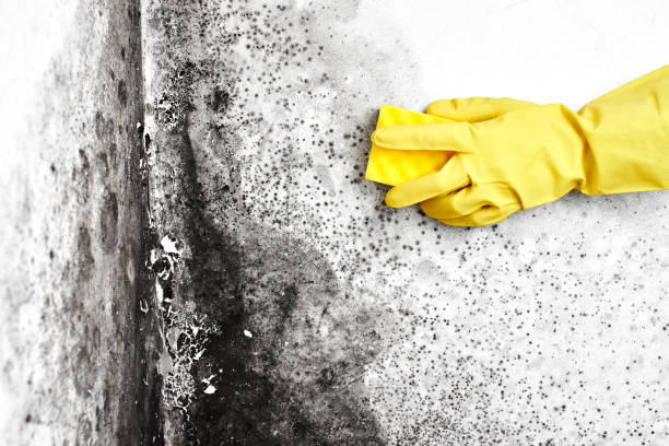 Mold Removal and Inspection in Hartwell, GA
