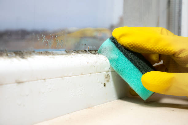 Best Home Mold Removal  in Hartwell, GA