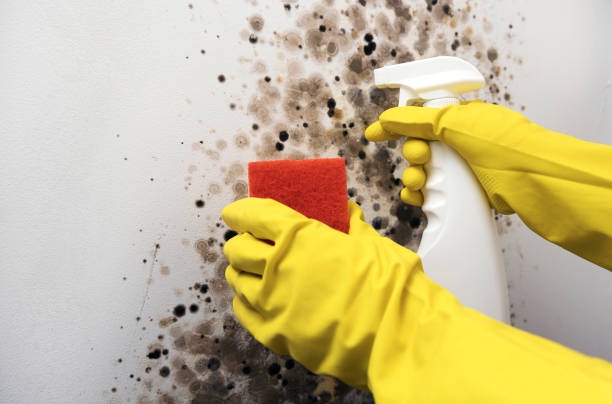Best Emergency Mold Removal  in Hartwell, GA